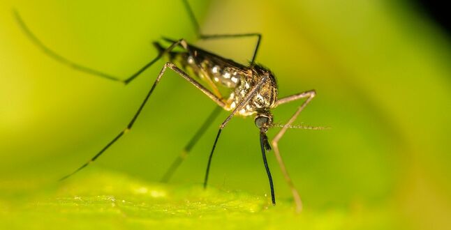 В Италии обнаружили комаров – переносчиков опасных вирусов