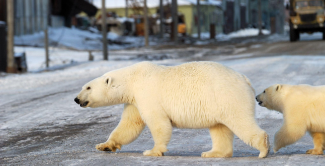 WWF запустил адвент-календарь, чтобы помочь белым медведям