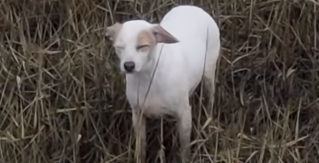 В Британии собаку спасли с помощью дрона с сосиской