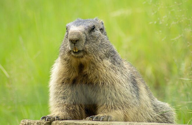 Московские сурки проспали День сурка Московские сурки проспали День сурка