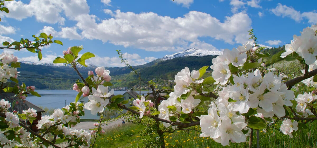 Что такое норвежское Springfulness