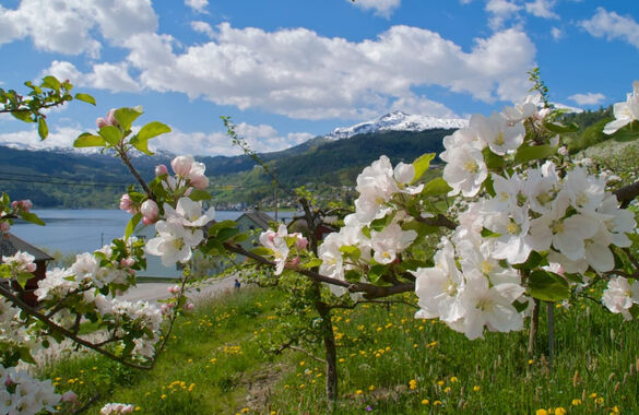 Что такое норвежское Springfulness