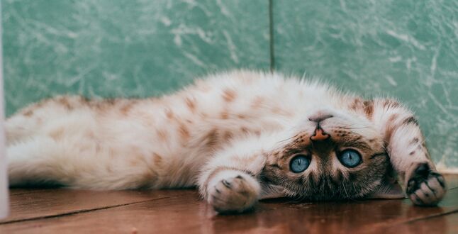 Международная федерация кошек ввела санкции в отношении российских кошек и котов