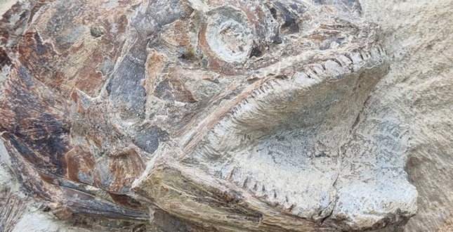 В Британии нашли голову вымершей рыбы, которой 183 млн лет