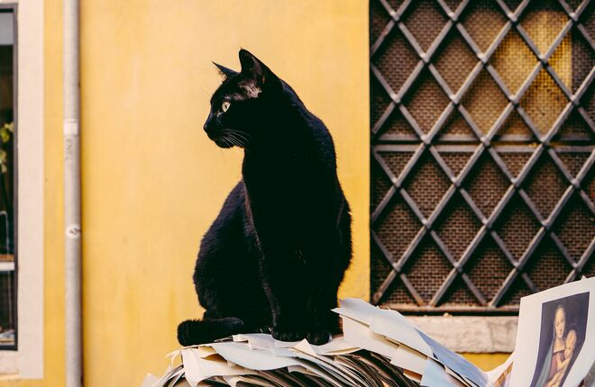 Эстонские приюты для животных объявили месяц черного кота