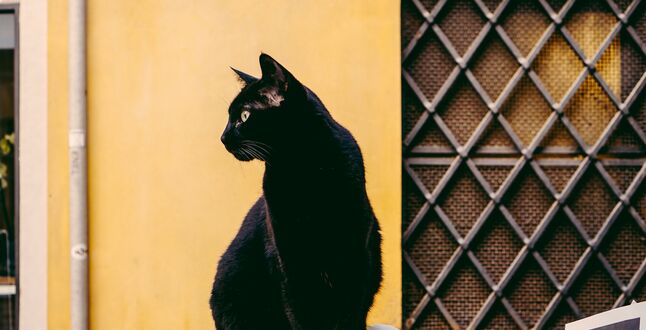 Эстонские приюты для животных объявили месяц черного кота
