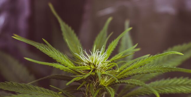 В Германии разрешат покупать и хранить каннабис