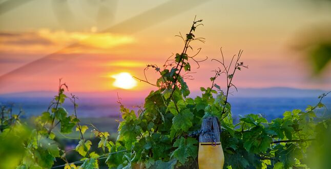 Выбран победитель конкурса «Выиграй билет на винный форум»