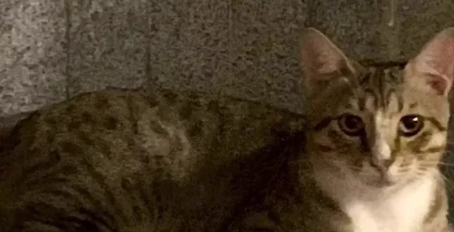 Футболисты сборной Англии заберут из Катара бездомного кота