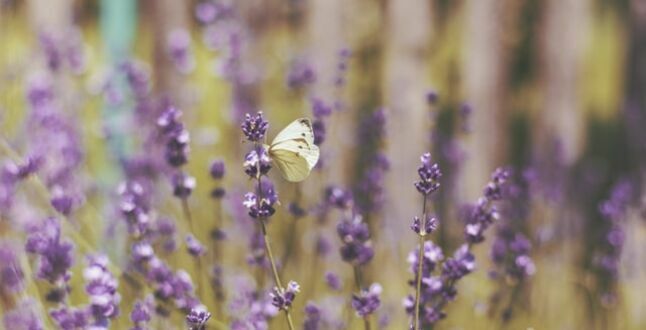 L’Occitane в России переименуют в SoBeautiful