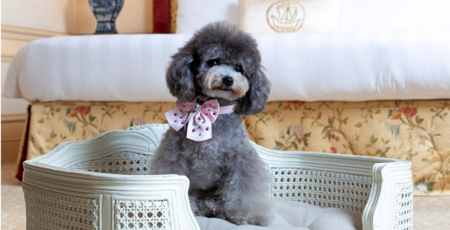 В отеле Монте-Карло открылся спа-салон для собак