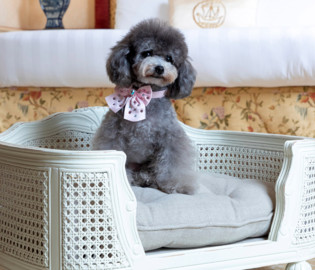 В отеле Монте-Карло открылся спа-салон для собак
