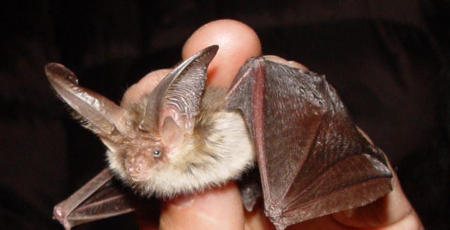 В Москве выбрали животное-символ 2023 года