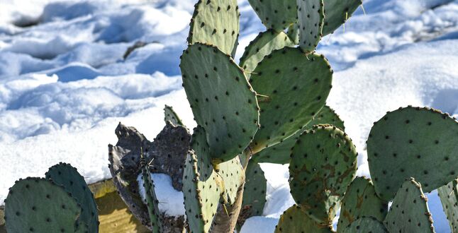 Из-за глобального потепления в Швейцарии на склонах гор выросли кактусы