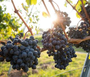 «Абрау-Дюрсо» продал винодельческое поместье во Франции