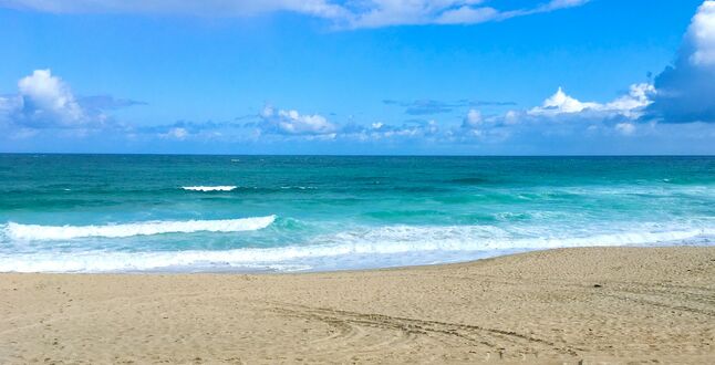 В Нидерландах посчитали ракушки на пляжах