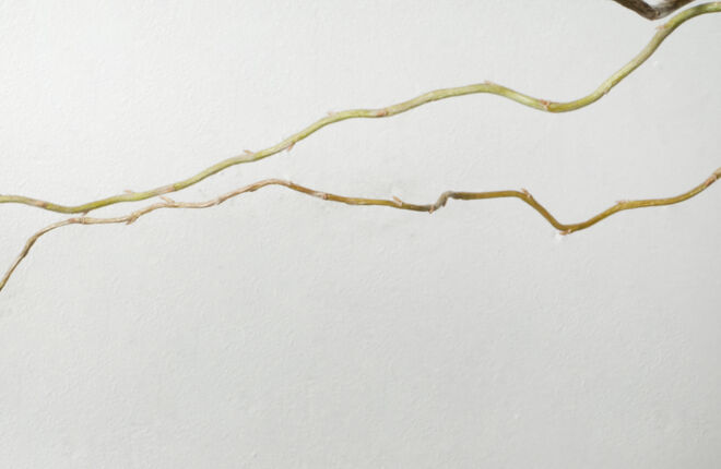 В московском ресторане подают негрони каждый день