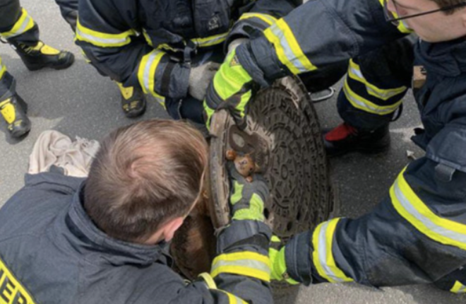В Германии пожарные спасли белку, застрявшую в крышке люка