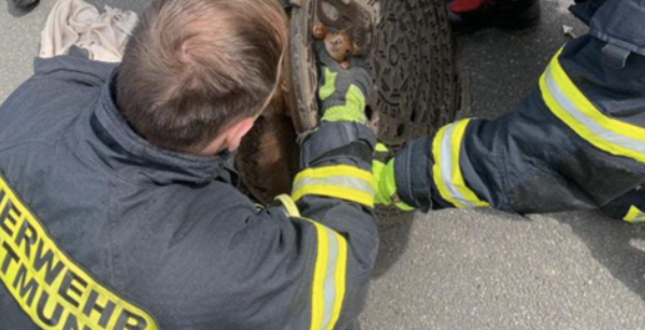 В Германии пожарные спасли белку, застрявшую в крышке люка