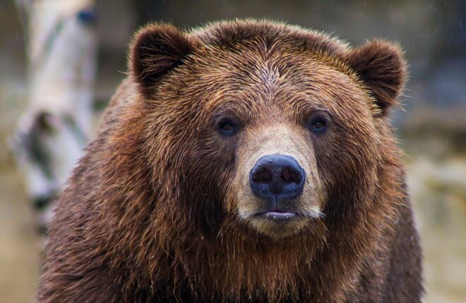 В Италии поймали медведицу, убившую человека на пробежке