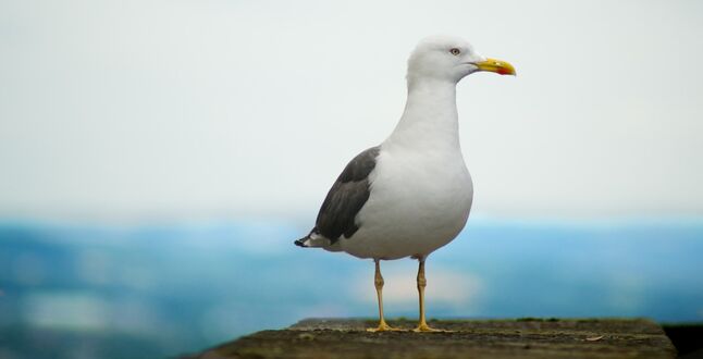 Чемпионат по подражанию крикам чаек прошел в Бельгии