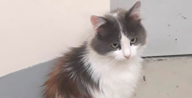 В «Шереметьево» нашли кошку в переноске