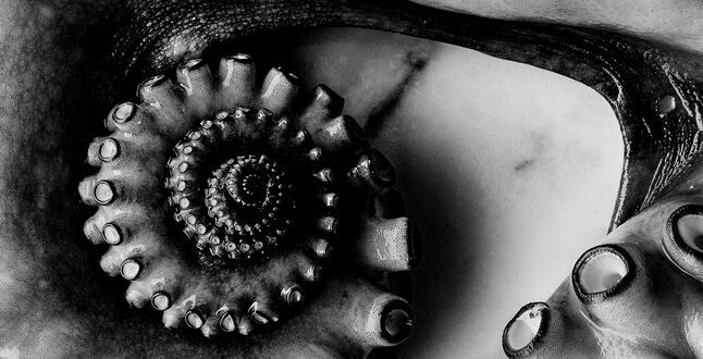 Мишленовские повара приедут в Цюрих на фестиваль