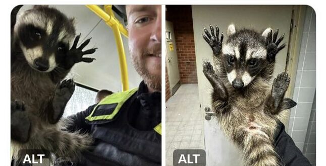 Берлинского енота из автобуса выгоняла полиция