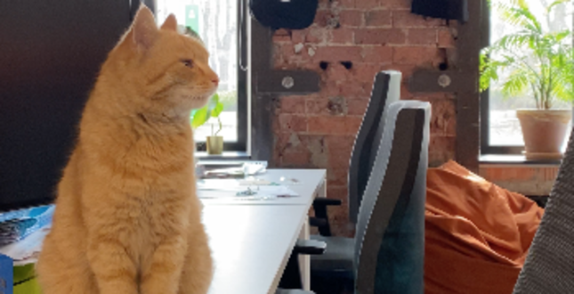 Потерялся кот, живущий в музее «Гараж»