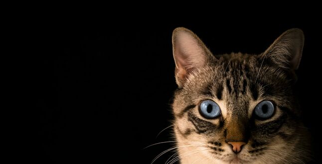 Школа в Британии разрешила ученице идентифицировать себя как кошку