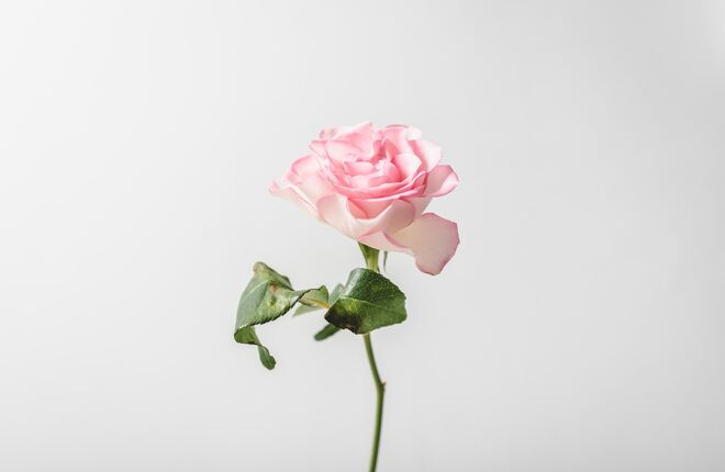 В «Аптекарском огороде» открылась выставка цветов