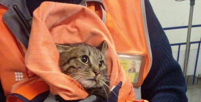 Во Внуково нашли потерявшегося кота