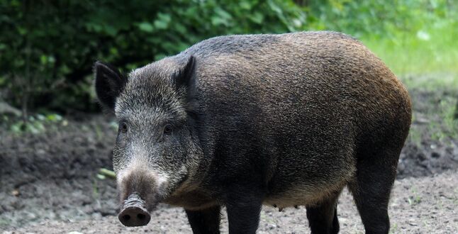 Львица, которую искали в Берлине, оказалась кабаном