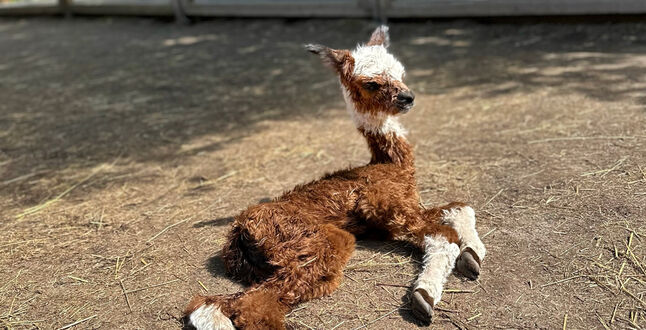 В парке в Москве родилась альпака