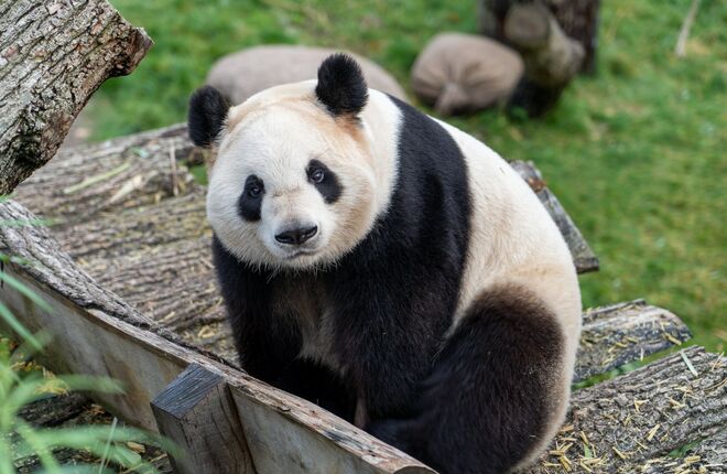 Панды в Московском зоопарке отметили день рождения