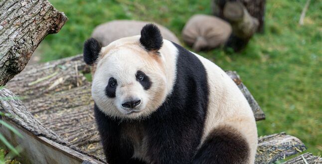 Панды в Московском зоопарке отметили день рождения