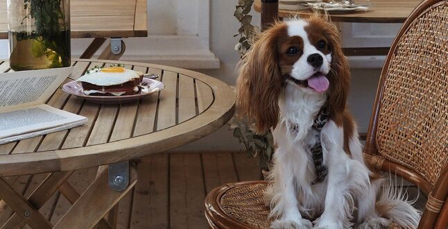 В московском кафе «Публика» пройдет French Summer Market