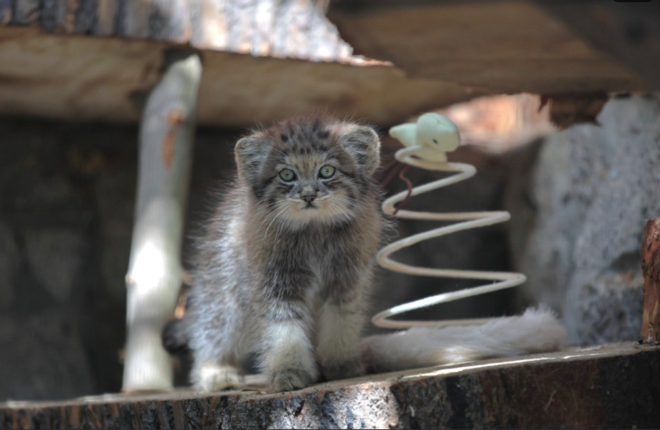 В Ленинградском зоопарке родился малыш манула В Ленинградском зоопарке родился малыш манула