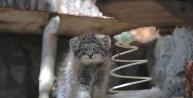 В Ленинградском зоопарке родился малыш манула
