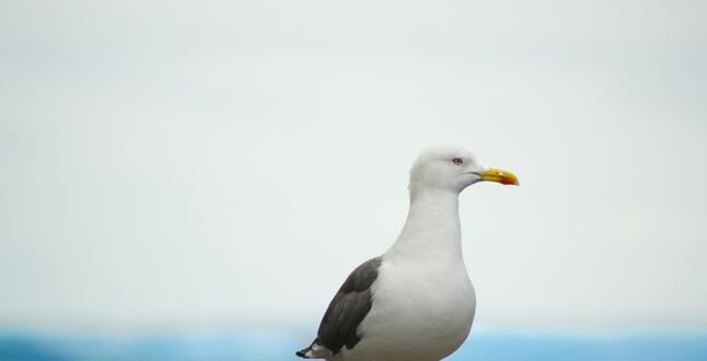 Названы самые популярные курорты Краснодарского края