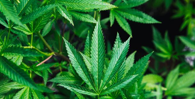 В Тульской области запущен крупнейший в Европе завод по переработке конопли