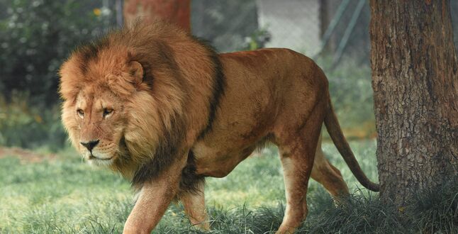 В Италии из цирка сбежал лев