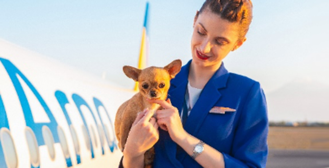 Авиакомпания Fly Arna разрешила провоз животных на борту