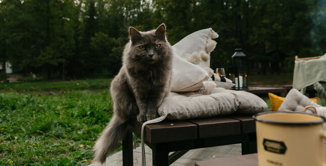 Отель Just WOOD стал pet-friendly и дарит подарки питомцам