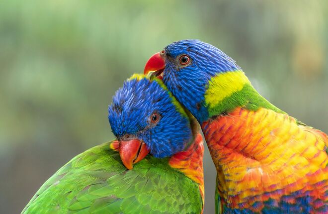 Британский зоопарк пытается перевоспитать попугаев-матерщинников