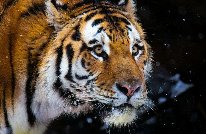 «Аэрофлот» перевез раненого тигра из Владивостока в Москву