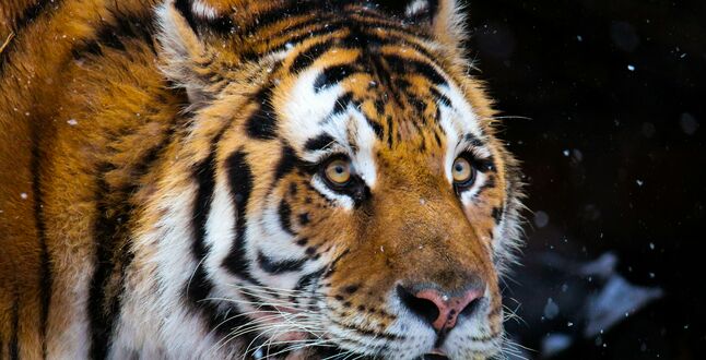 «Аэрофлот» перевез раненого тигра из Владивостока в Москву