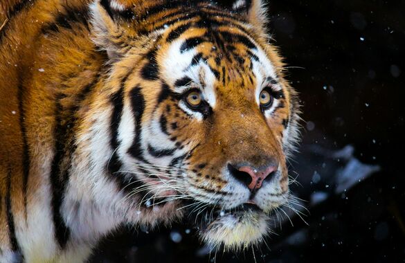 «Аэрофлот» перевез раненого тигра из Владивостока в Москву