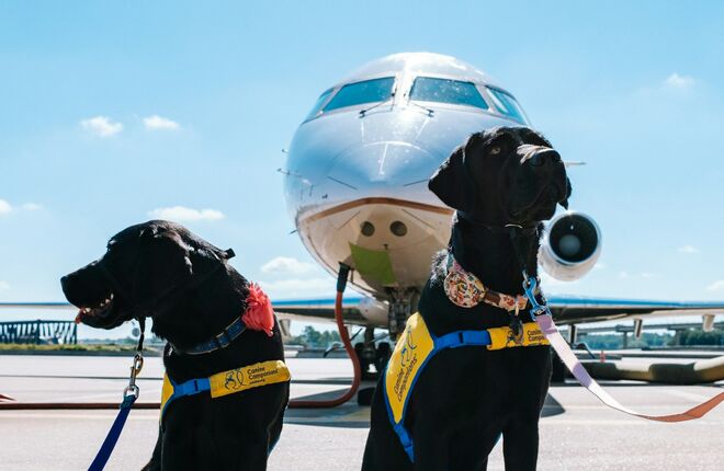 Собаки-терапевты начали работать в аэропорту Стамбула