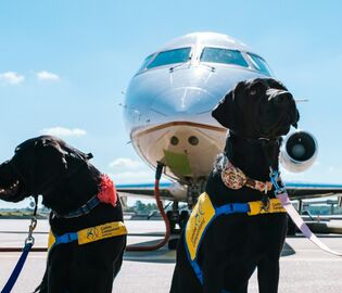 Собаки-терапевты начали работать в аэропорту Стамбула